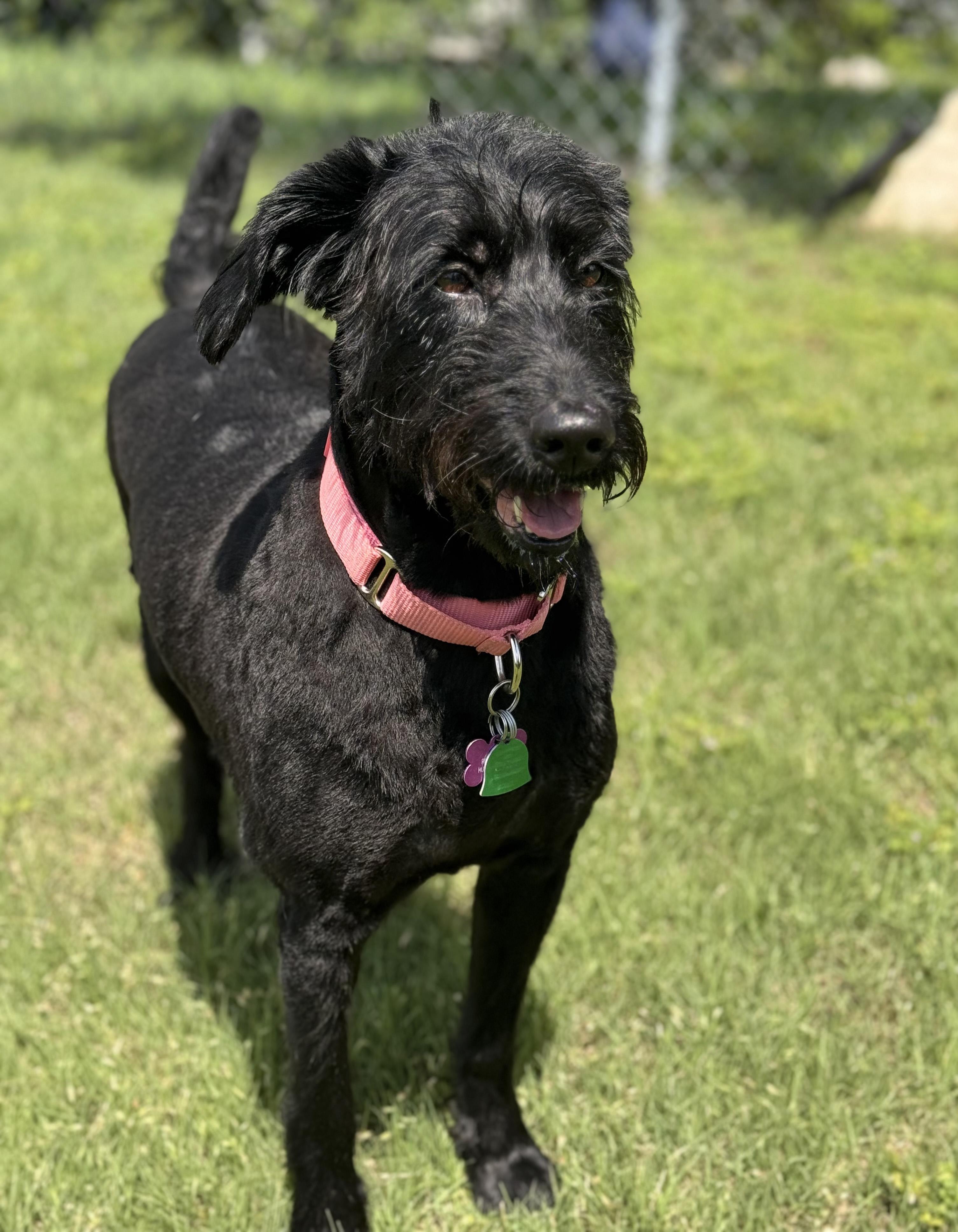 Enlarge Ducky, a ADOPTABLE mixed breed in Manhattan, KS image 6/6