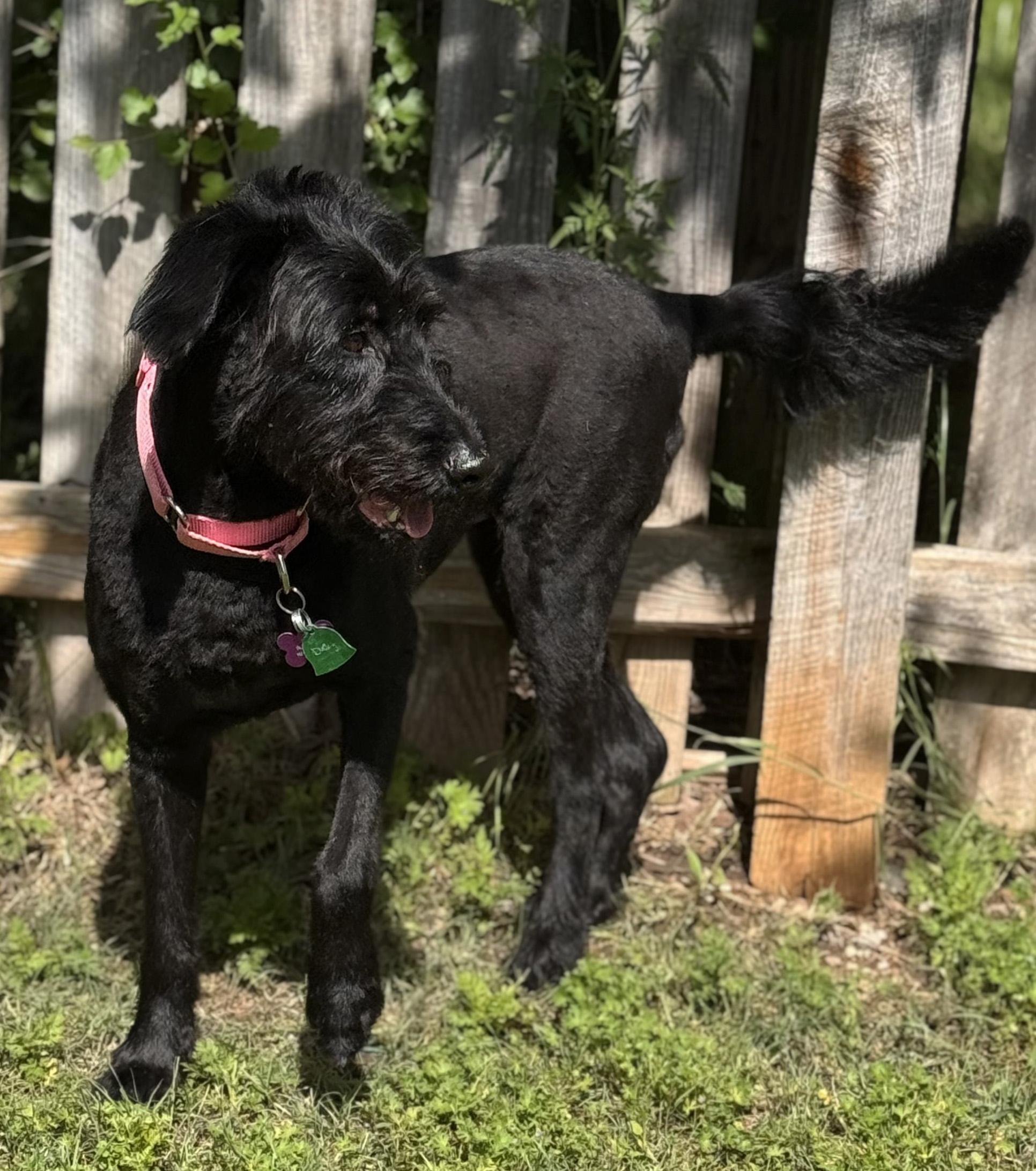 Enlarge Ducky, a ADOPTABLE mixed breed in Manhattan, KS image 1/6