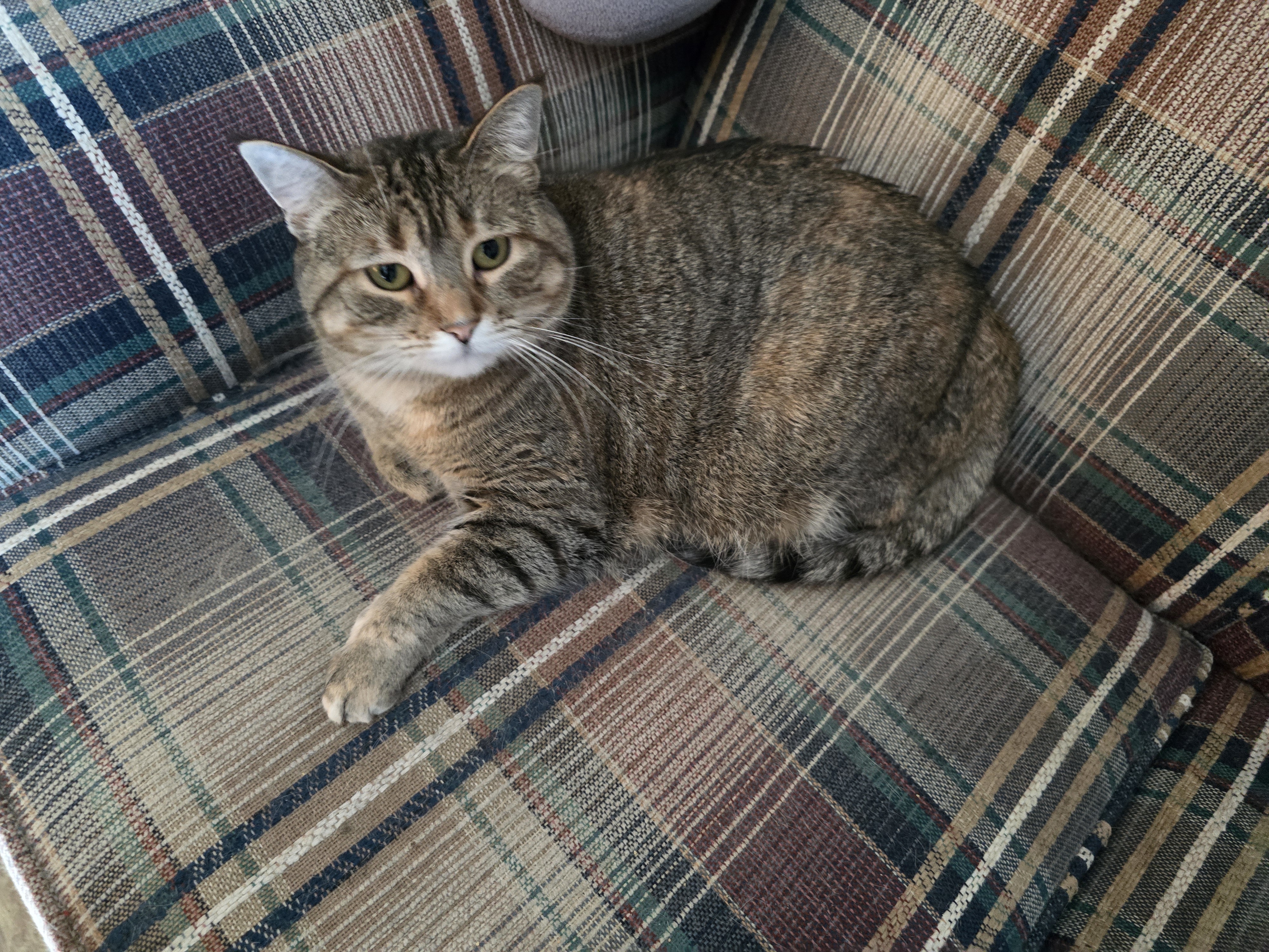 Phoebe, a Adoptable mixed breed in Fargo, ND image 1/8