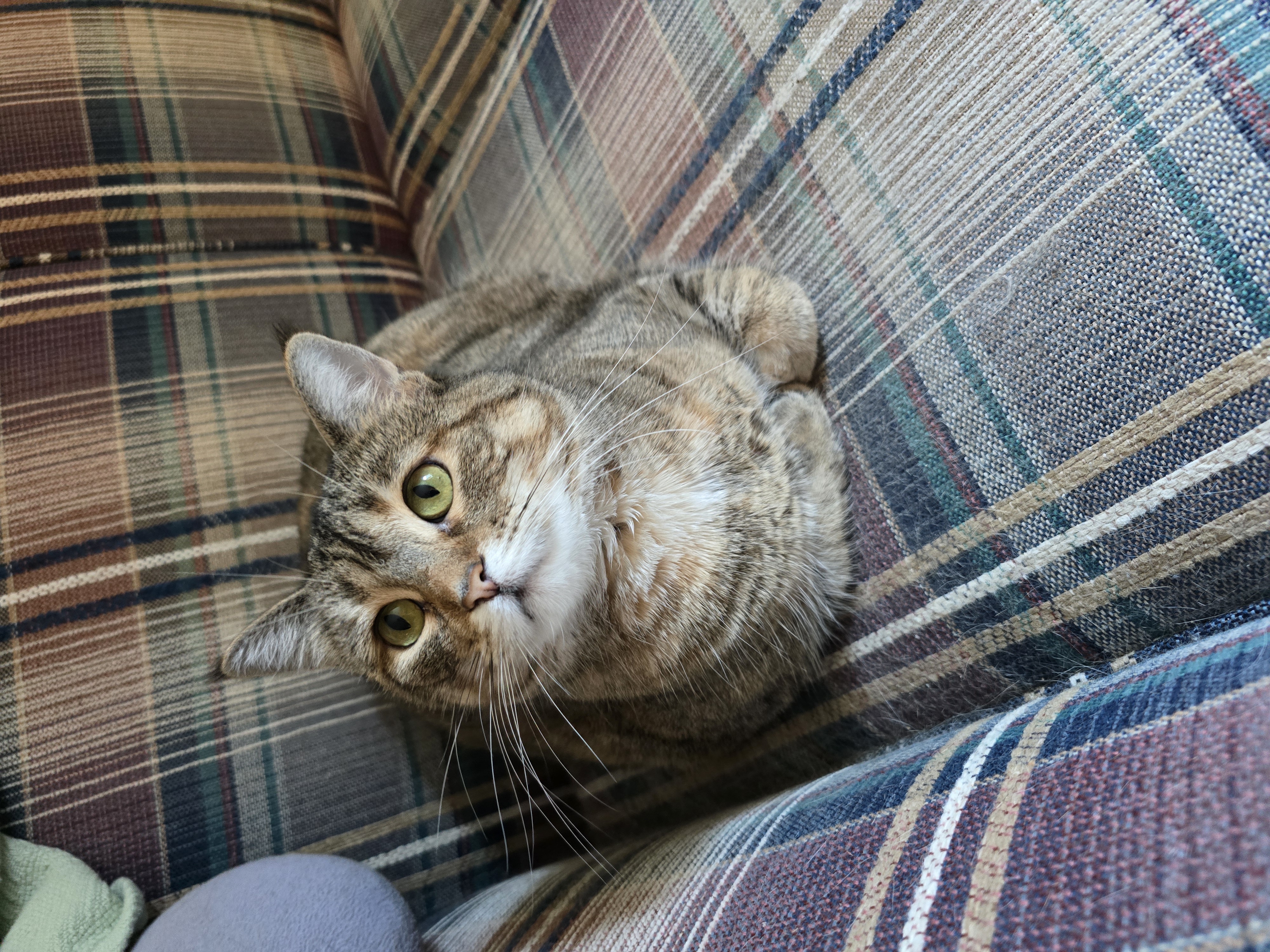 Phoebe, a Adoptable mixed breed in Fargo, ND image 2/8