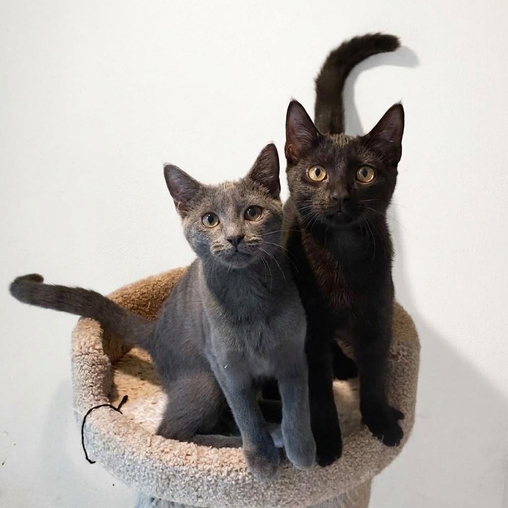 Jade and Jet, Adoptable, Kitten Female Domestic Short Hair.