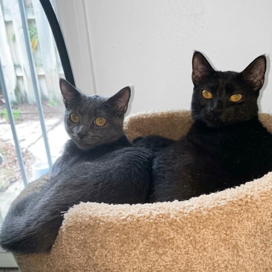 Enlarge Jade and Jet, a Adoptable Domestic Short Hair in Portsmouth, NH image 2/2
