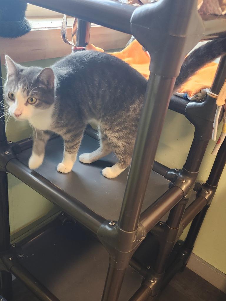 Enlarge Guy, a Adoptable mixed breed in Rice Lake, WI image 1/2