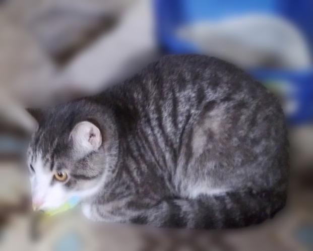 Enlarge Guy, a Adoptable mixed breed in Rice Lake, WI image 2/2