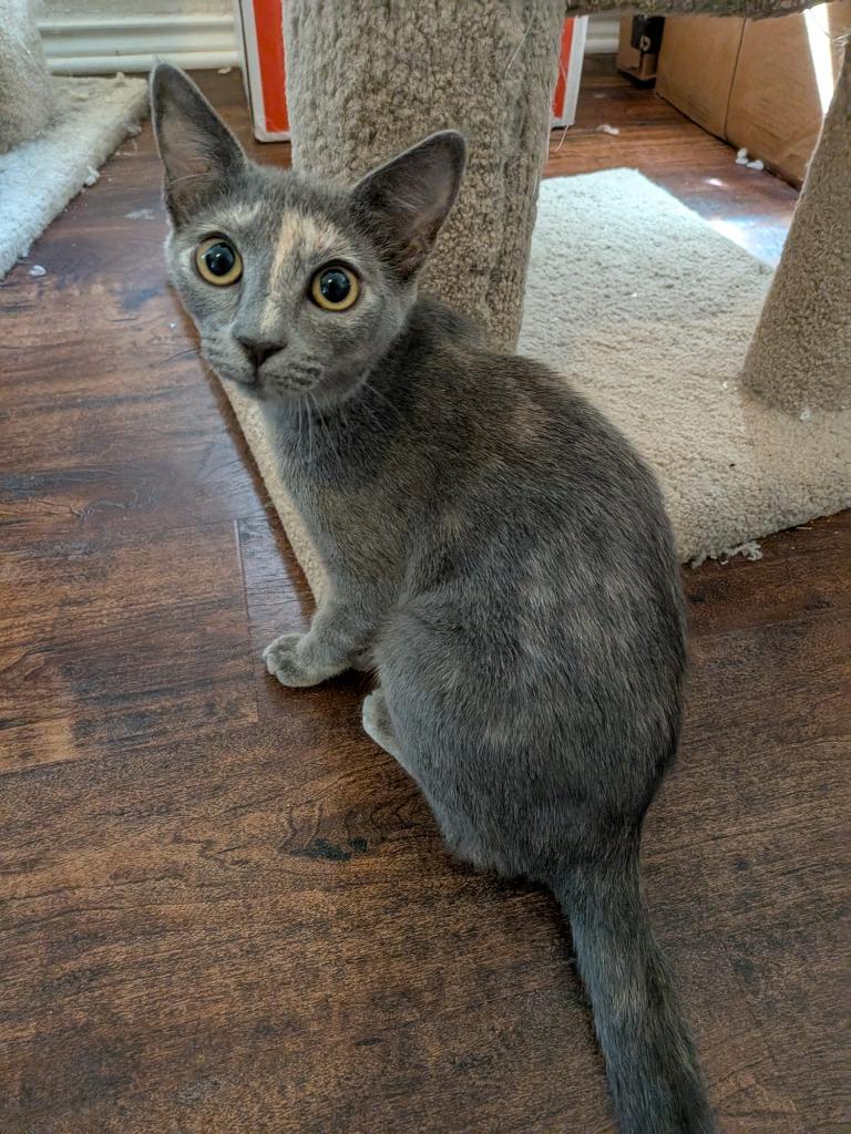 Veruschka, a Adoptable Domestic Short Hair in San Antonio, TX image 2/6