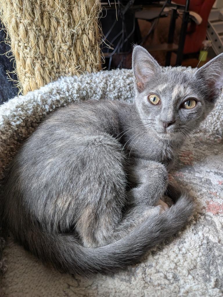 Veruschka, a Adoptable Domestic Short Hair in San Antonio, TX image 1/6