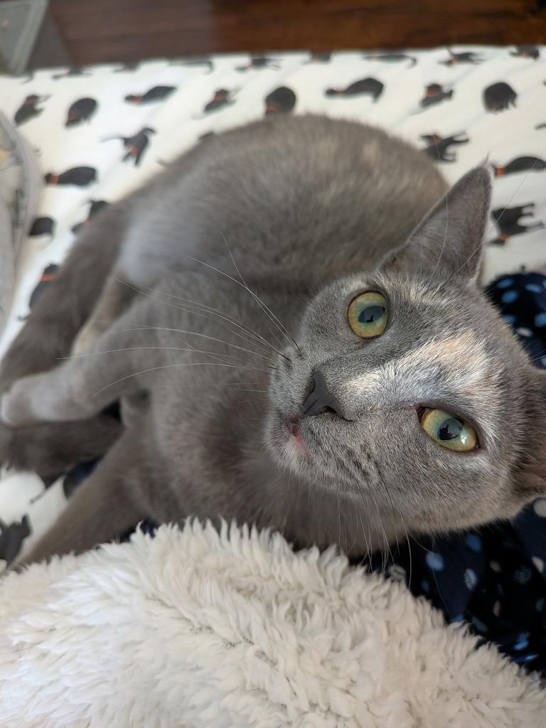 Veruschka, a Adoptable Domestic Short Hair in San Antonio, TX image 3/6