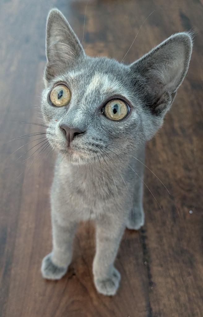 Veruschka, a Adoptable Domestic Short Hair in San Antonio, TX image 4/6