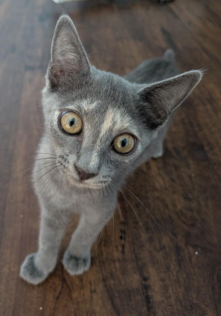 Veruschka, a Adoptable Domestic Short Hair in San Antonio, TX image 5/6
