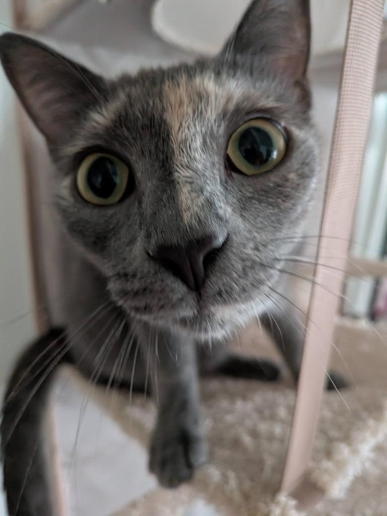 Veruschka, a Adoptable Domestic Short Hair in San Antonio, TX image 6/6