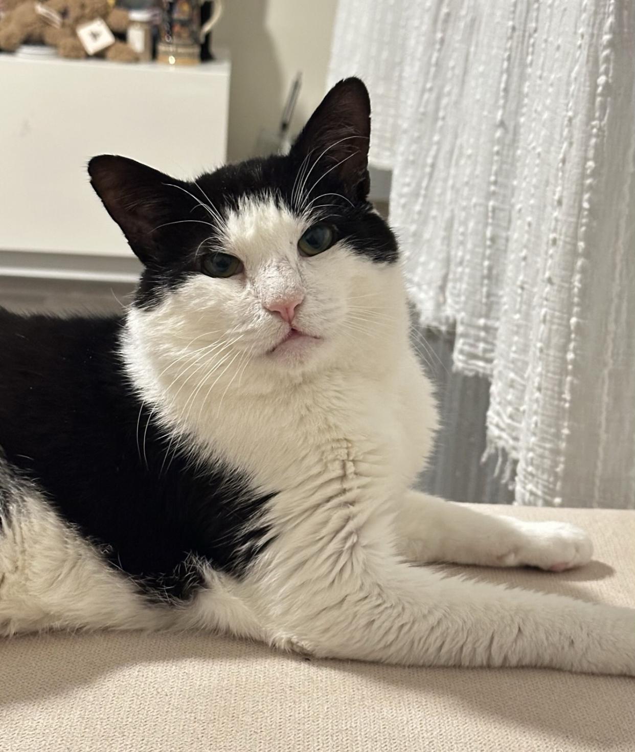 Enlarge Wilson, a Adoptable Domestic Short Hair in New York, NY image 5/6