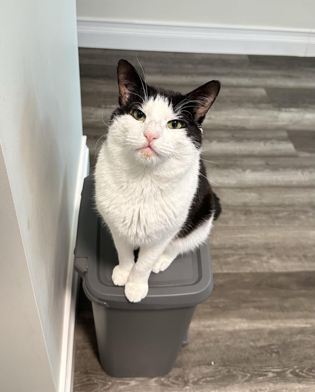 Enlarge Wilson, a Adoptable Domestic Short Hair in New York, NY image 1/6