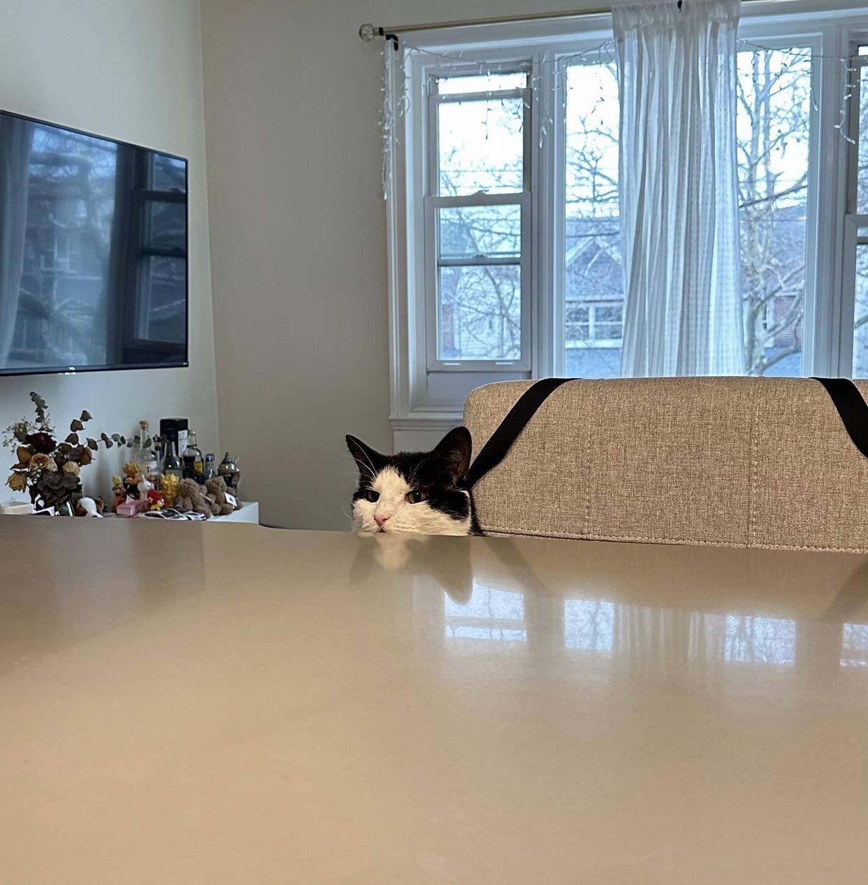 Enlarge Wilson, a Adoptable Domestic Short Hair in New York, NY image 6/6