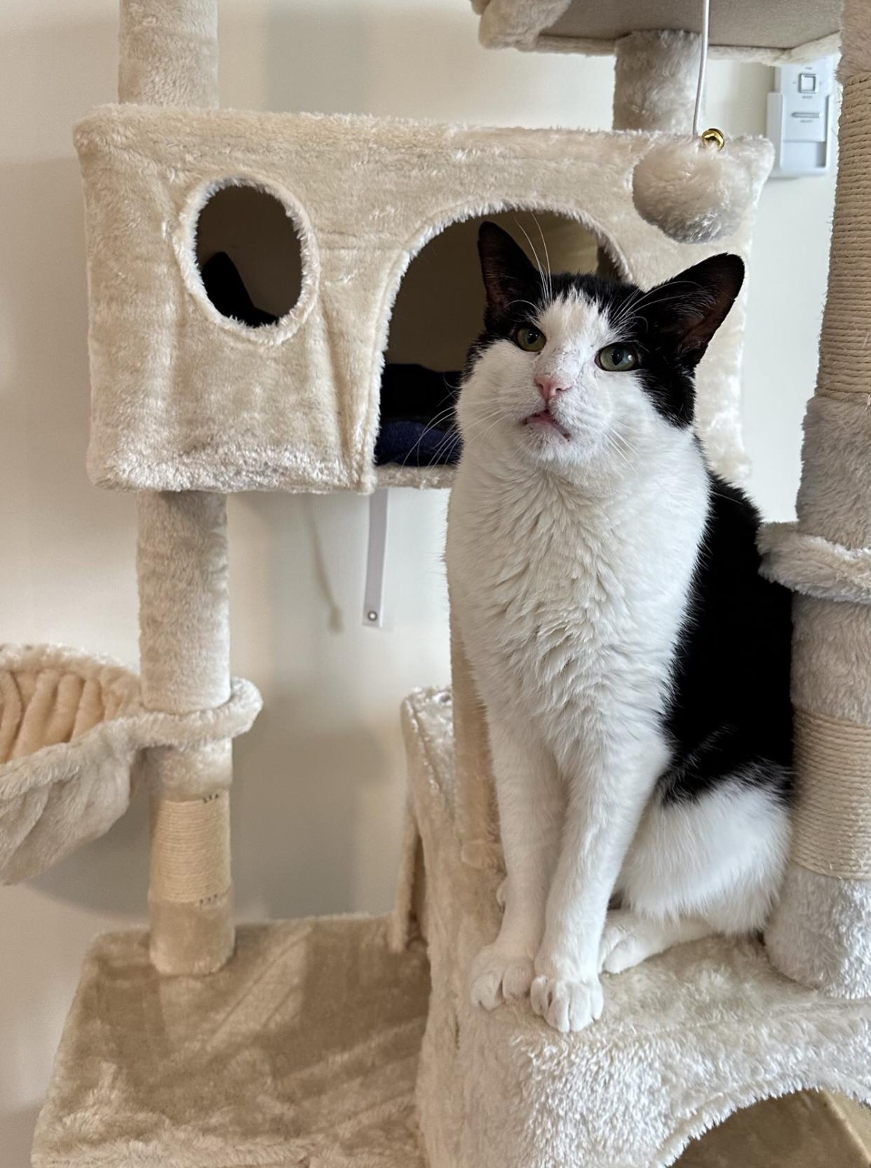 Enlarge Wilson, a Adoptable Domestic Short Hair in New York, NY image 3/6