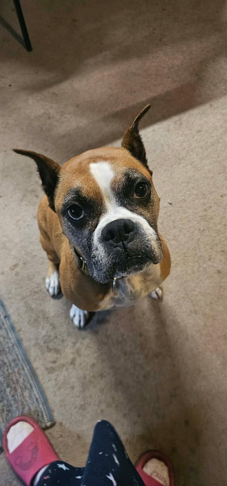 Zoey, a Adopted Boxer in Owatonna, MN image 1/3