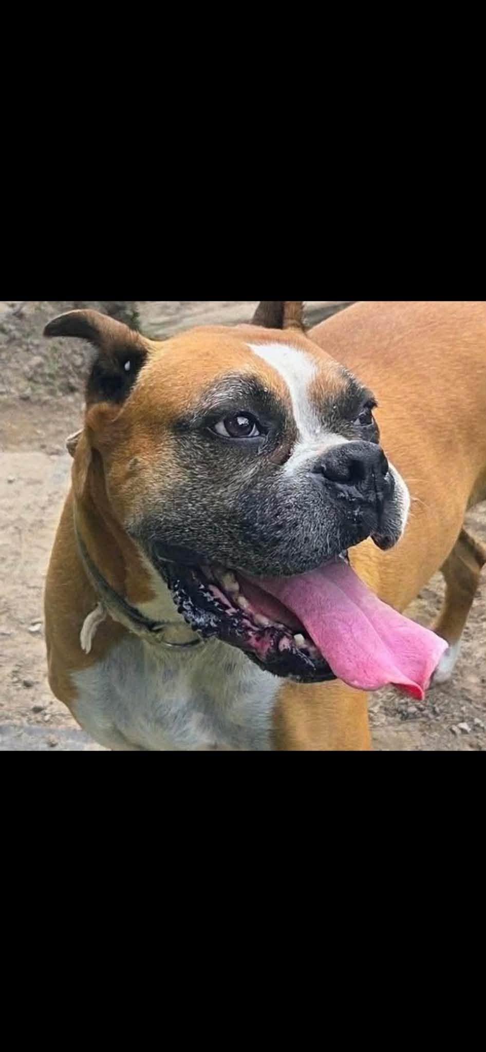 Zoey, a Adopted Boxer in Owatonna, MN image 2/3