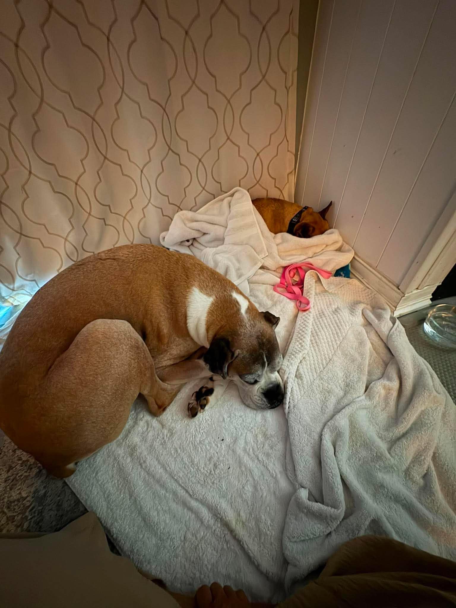 Zoey, a Adopted Boxer in Owatonna, MN image 3/3