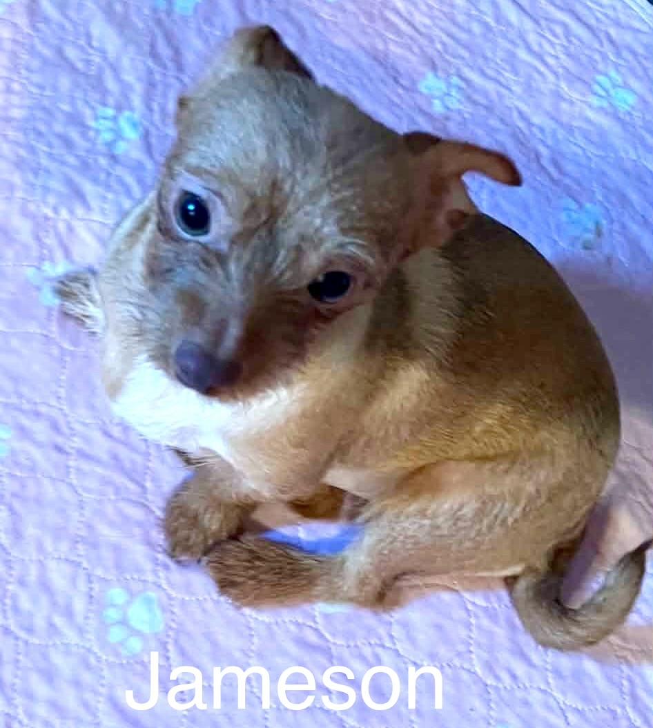 Jameson - ALMN, Adoptable, Young Male Shih Tzu & Dachshund.