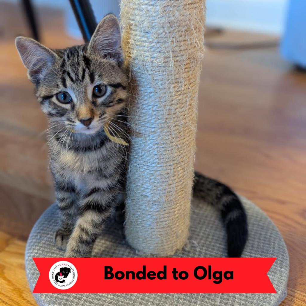 Obie, Adoptable, Kitten Male Domestic Short Hair.