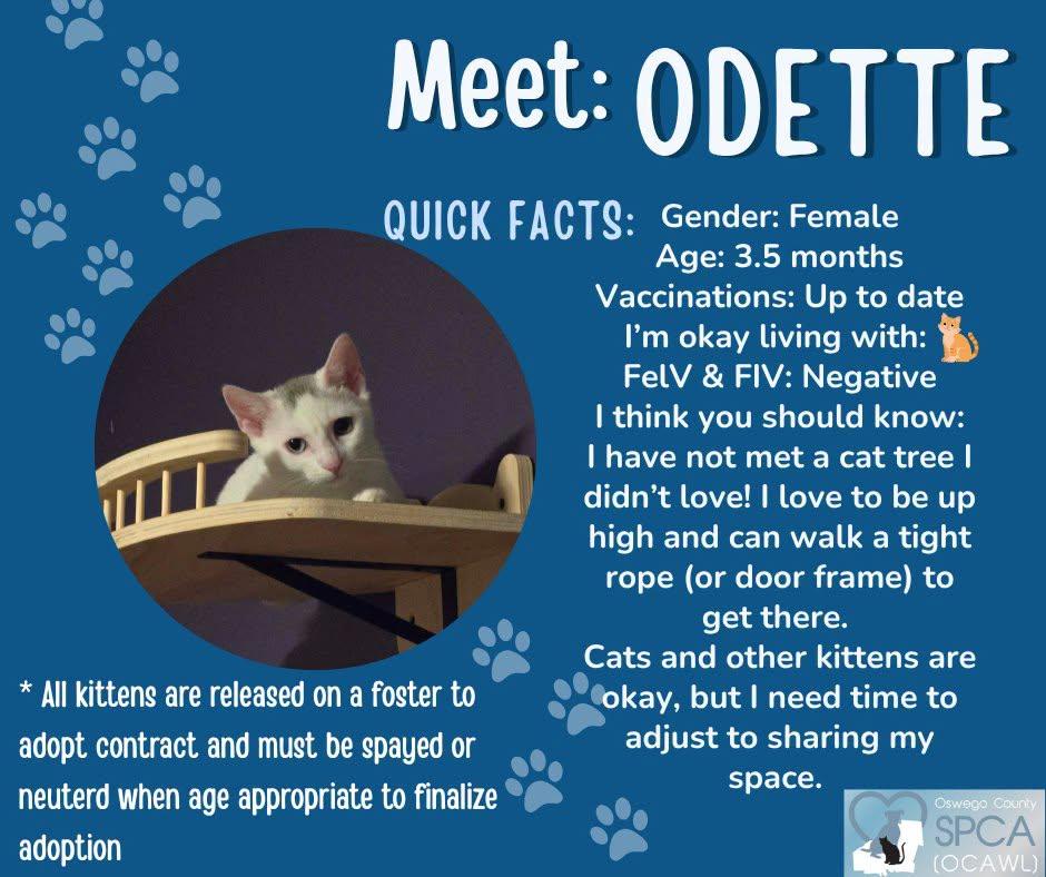 Odette, ADOPTABLE, Young Female Domestic Short Hair.