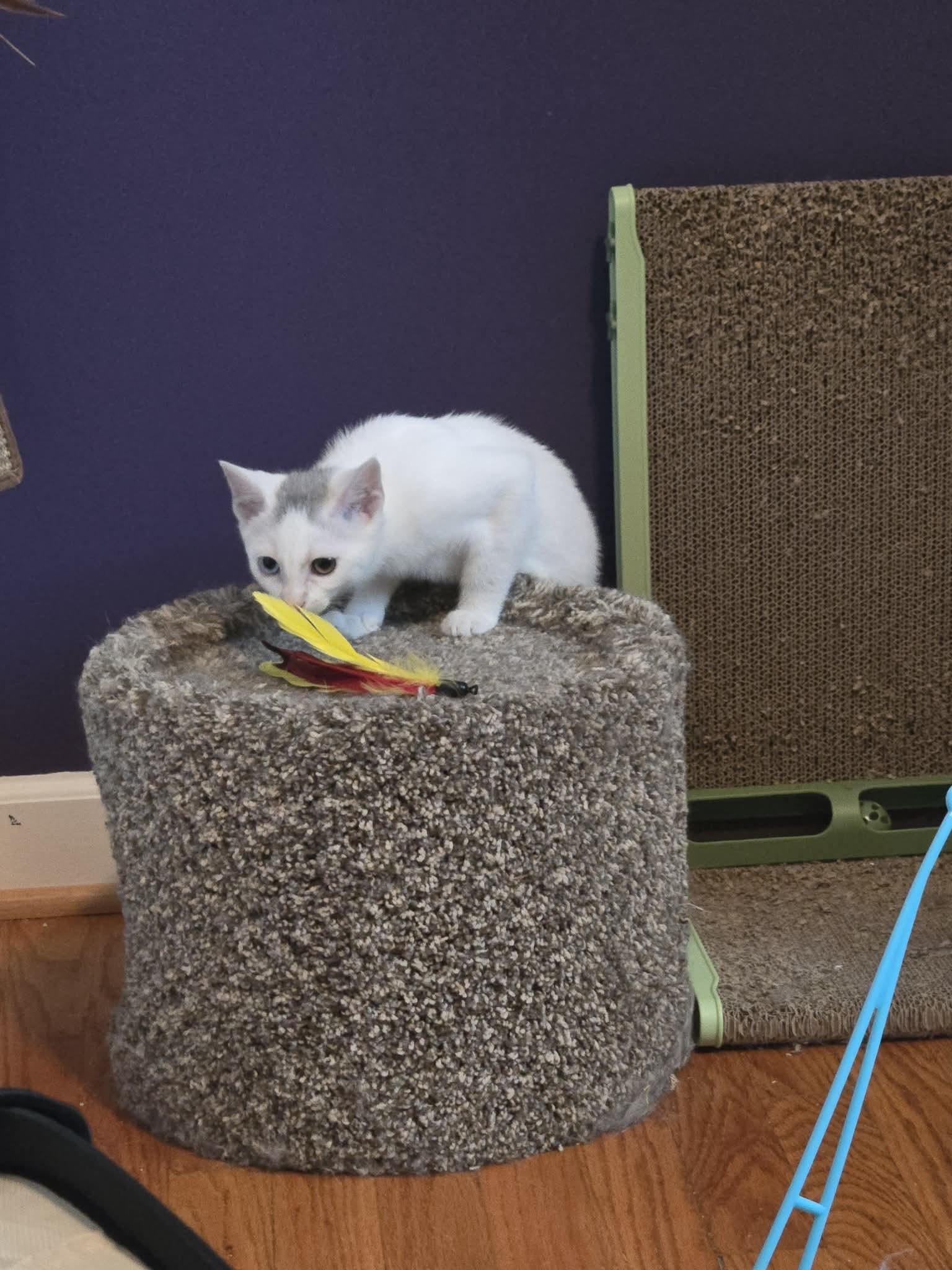 Enlarge Odette, a ADOPTABLE Domestic Short Hair in Fulton, NY image 5/6