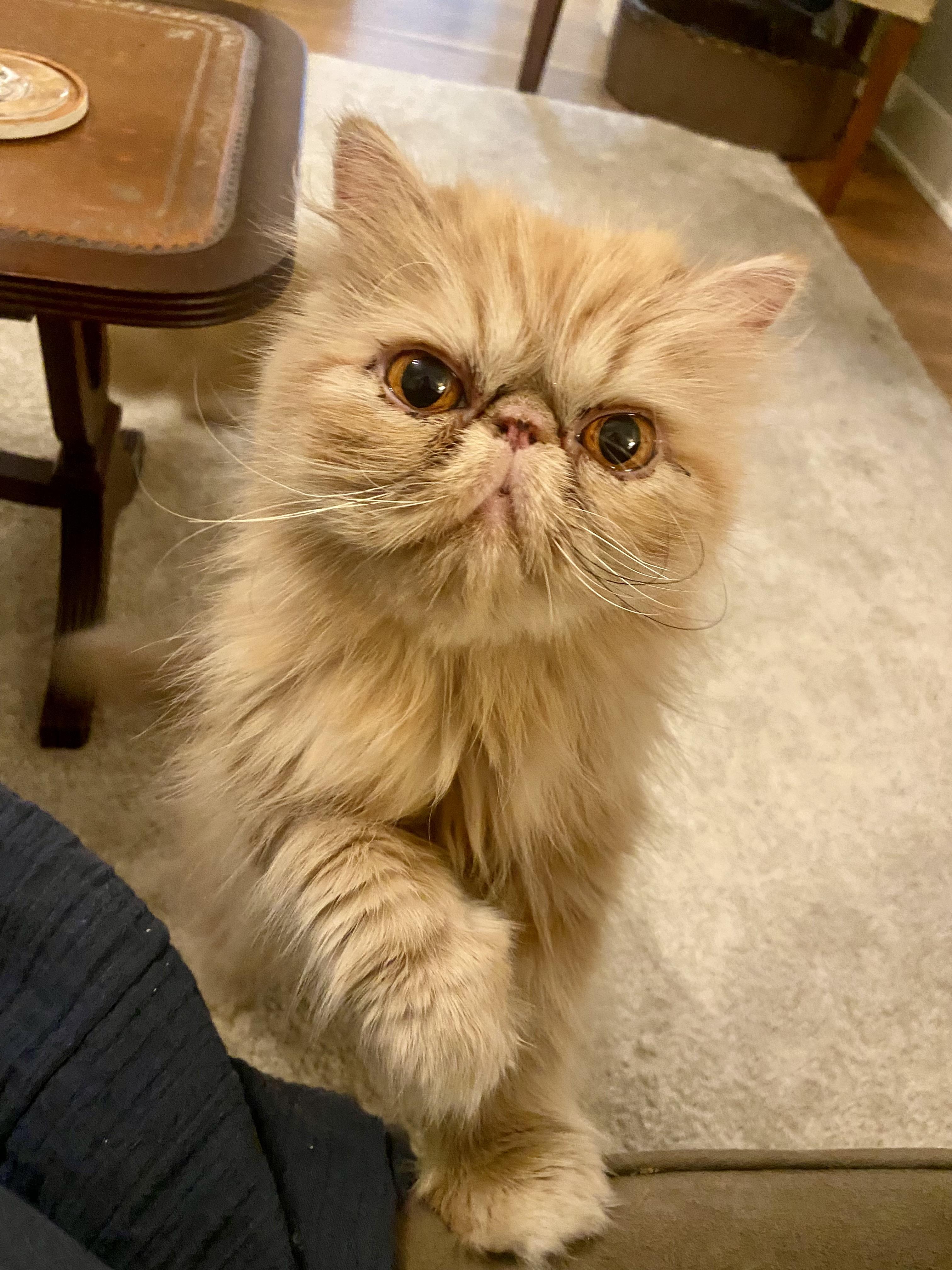 Mini (bonded with Bebe)