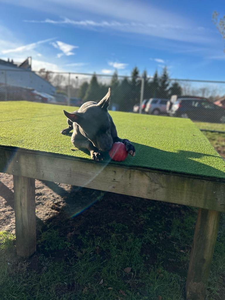 Enlarge Nitro, a Adoptable Pit Bull Terrier in Meriden, CT image 1/5