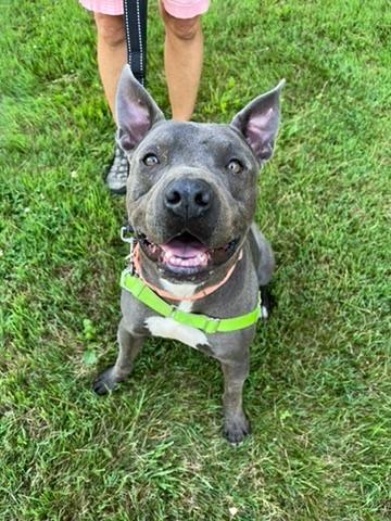 Enlarge Nitro, a Adoptable Pit Bull Terrier in Meriden, CT image 3/5
