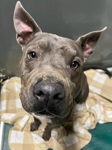 Enlarge Nitro, a Adoptable Pit Bull Terrier in Meriden, CT image 4/5