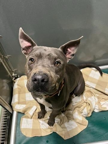Enlarge Nitro, a Adoptable Pit Bull Terrier in Meriden, CT image 3/5