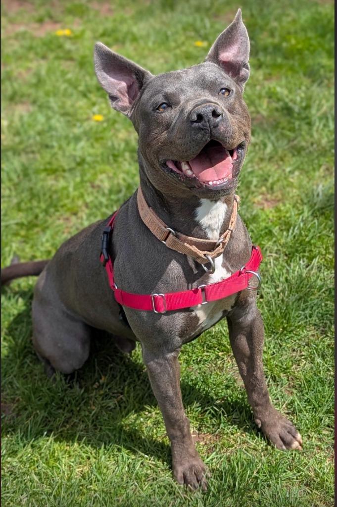 Enlarge Nitro, a Adoptable Pit Bull Terrier in Meriden, CT image 1/6