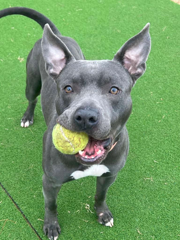 Enlarge Nitro, a Adoptable Pit Bull Terrier in Meriden, CT image 2/6
