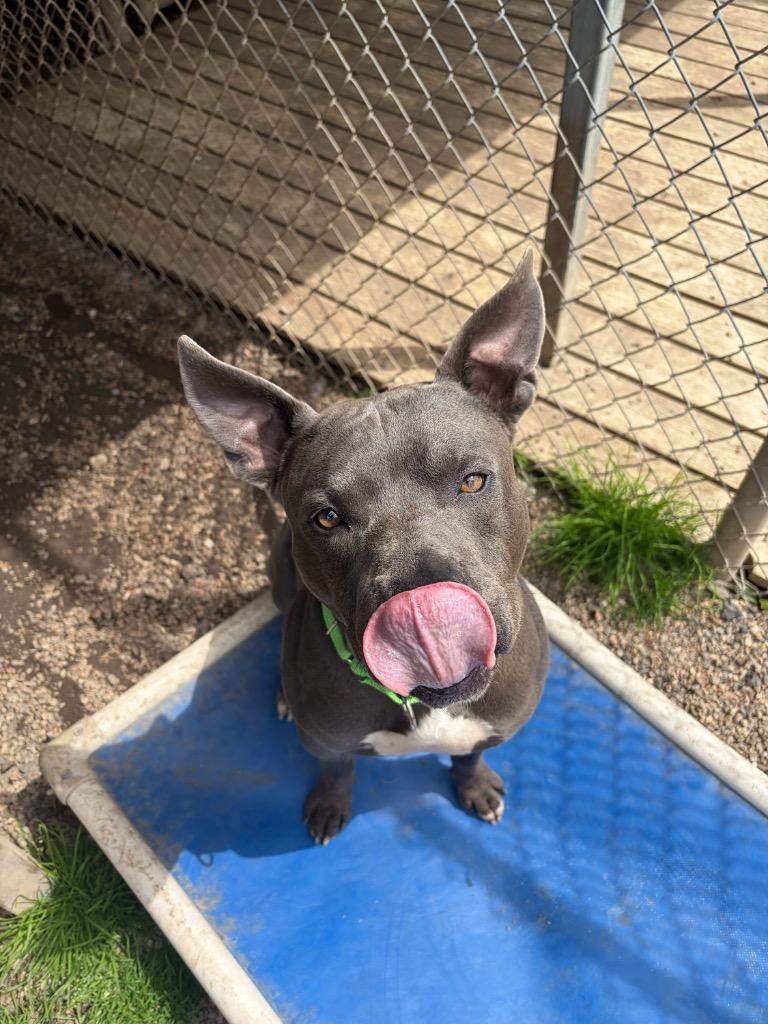 Enlarge Nitro, a Adoptable Pit Bull Terrier in Meriden, CT image 3/6