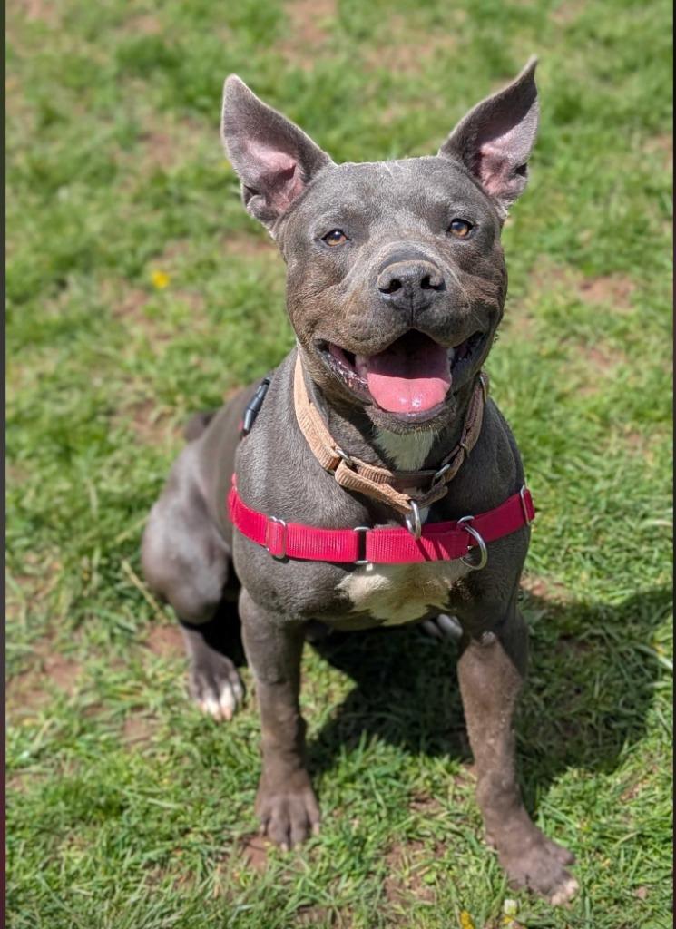 Enlarge Nitro, a Adoptable Pit Bull Terrier in Meriden, CT image 6/6