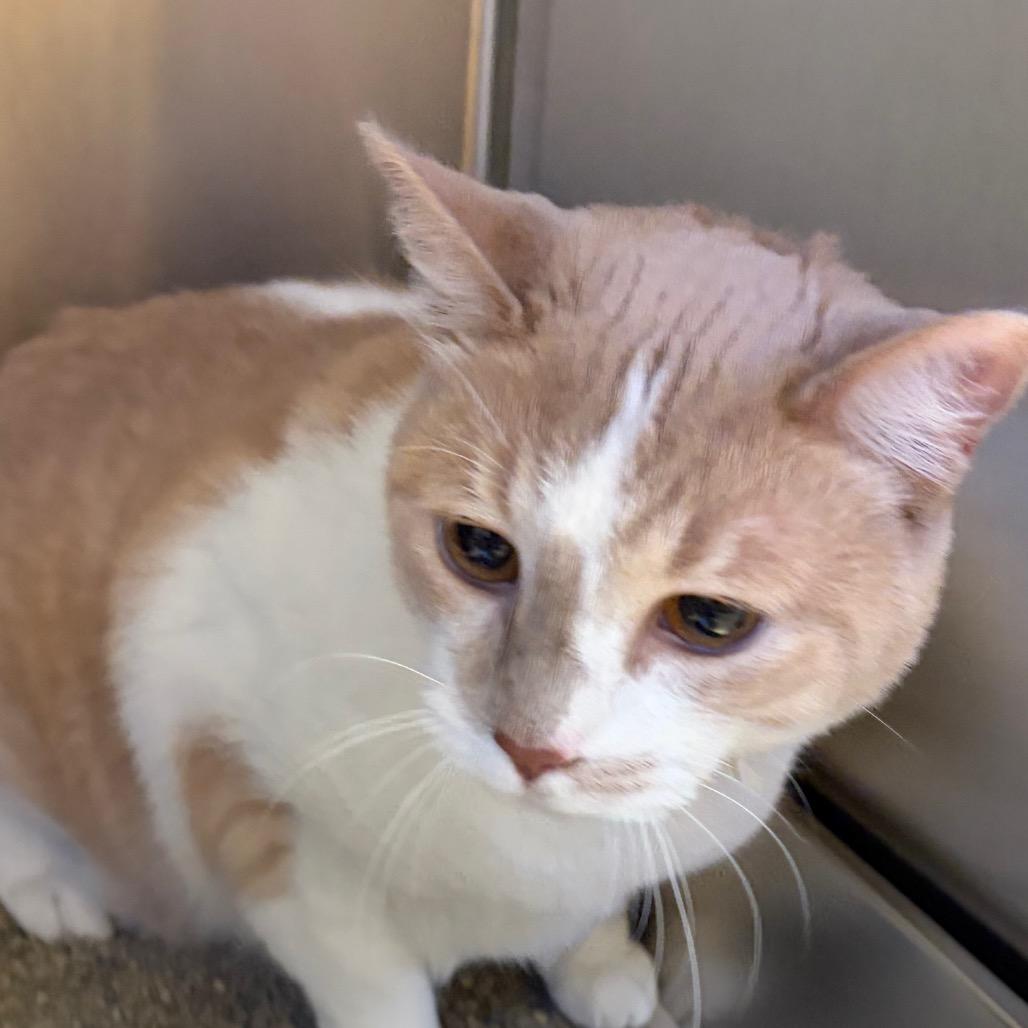 Russell, Adoptable, Adult Male Domestic Short Hair & Domestic Short Hair.