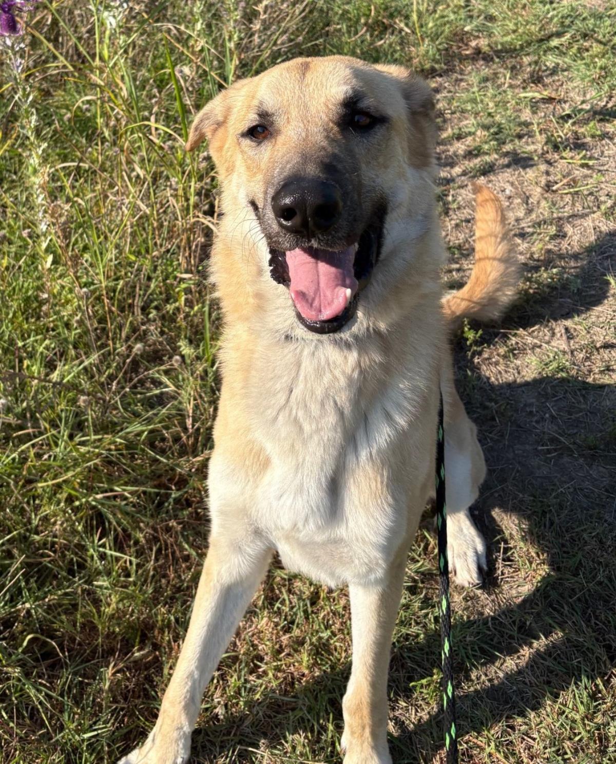 Champ - $75 Adoption Fee! Diamond Dog!