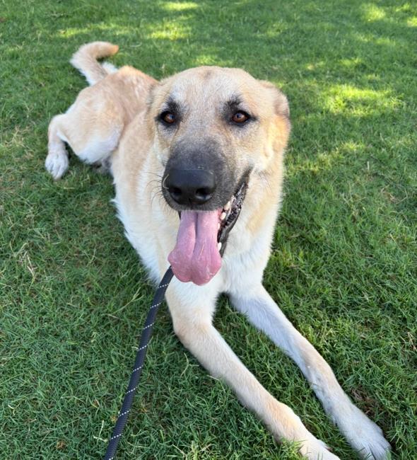 Enlarge Champ - $75 Adoption Fee!  Diamond Dog!, a Adoptable Anatolian Shepherd in Rockwall, TX image 1/3