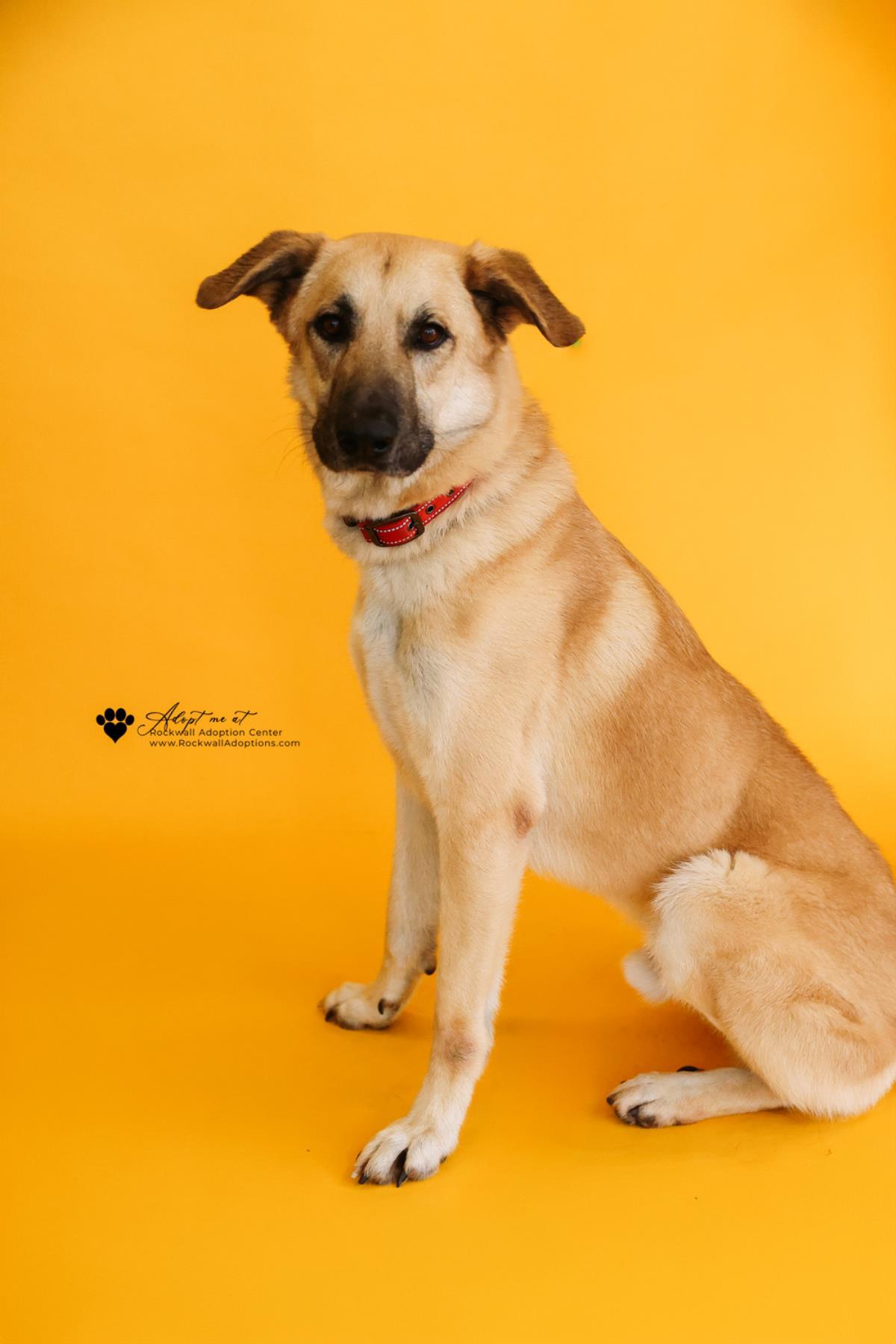 Enlarge Champ - $75 Adoption Fee!  Diamond Dog!, a Adoptable Anatolian Shepherd in Rockwall, TX image 3/3