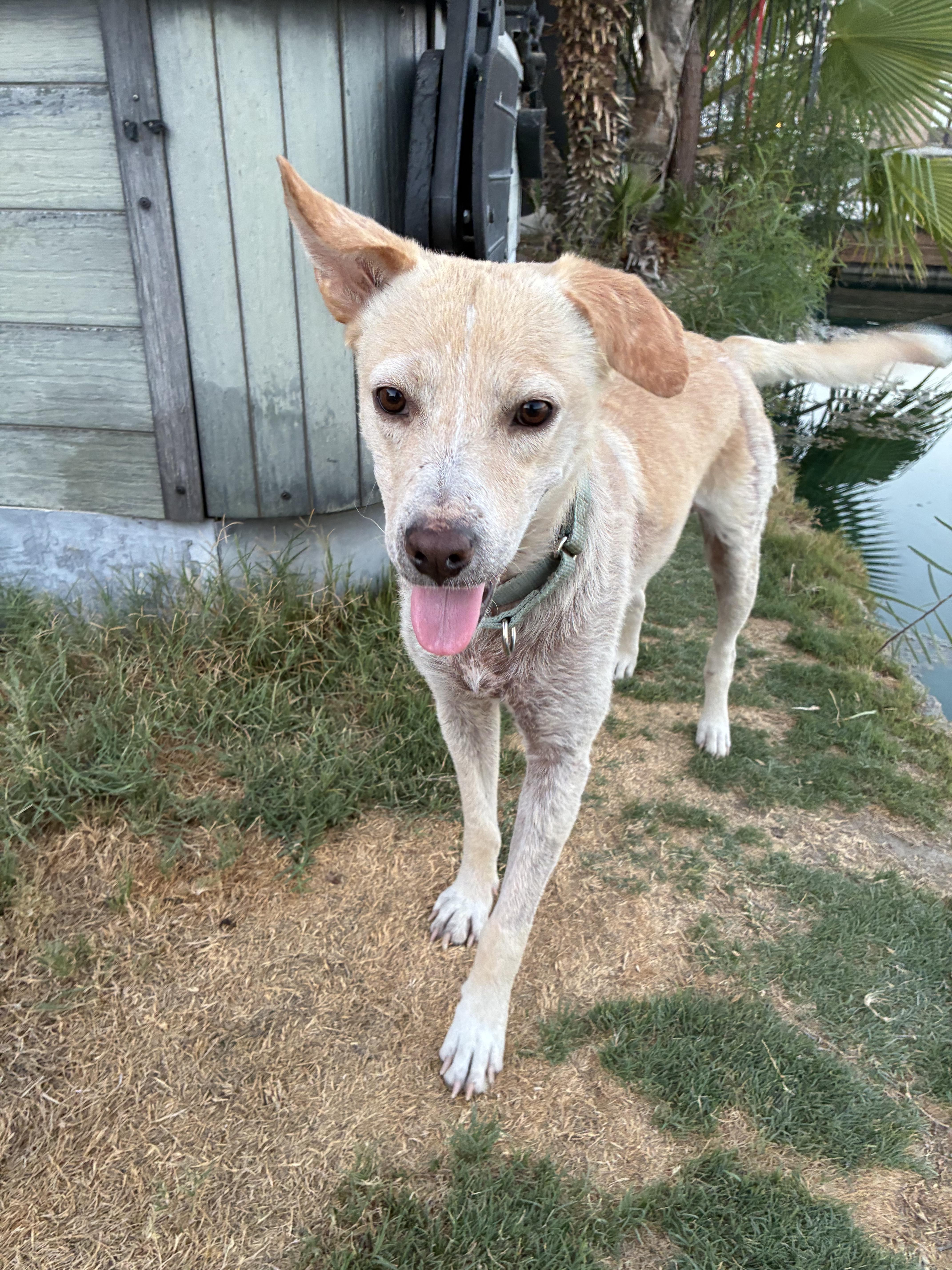 Enlarge Colin, a Adoptable mixed breed in Palm desert, CA image 1/5