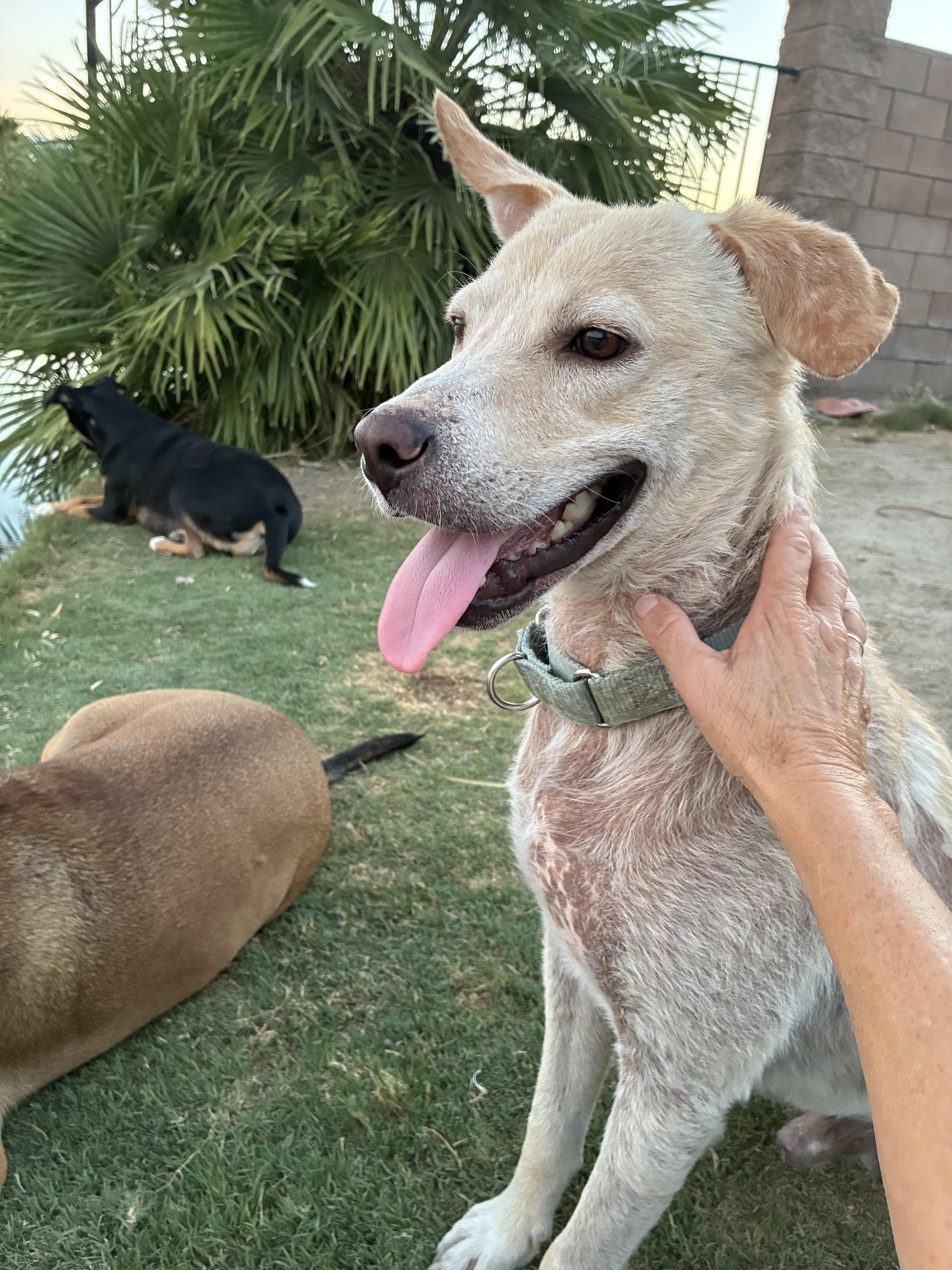 Enlarge Colin, a Adoptable mixed breed in Palm desert, CA image 2/5
