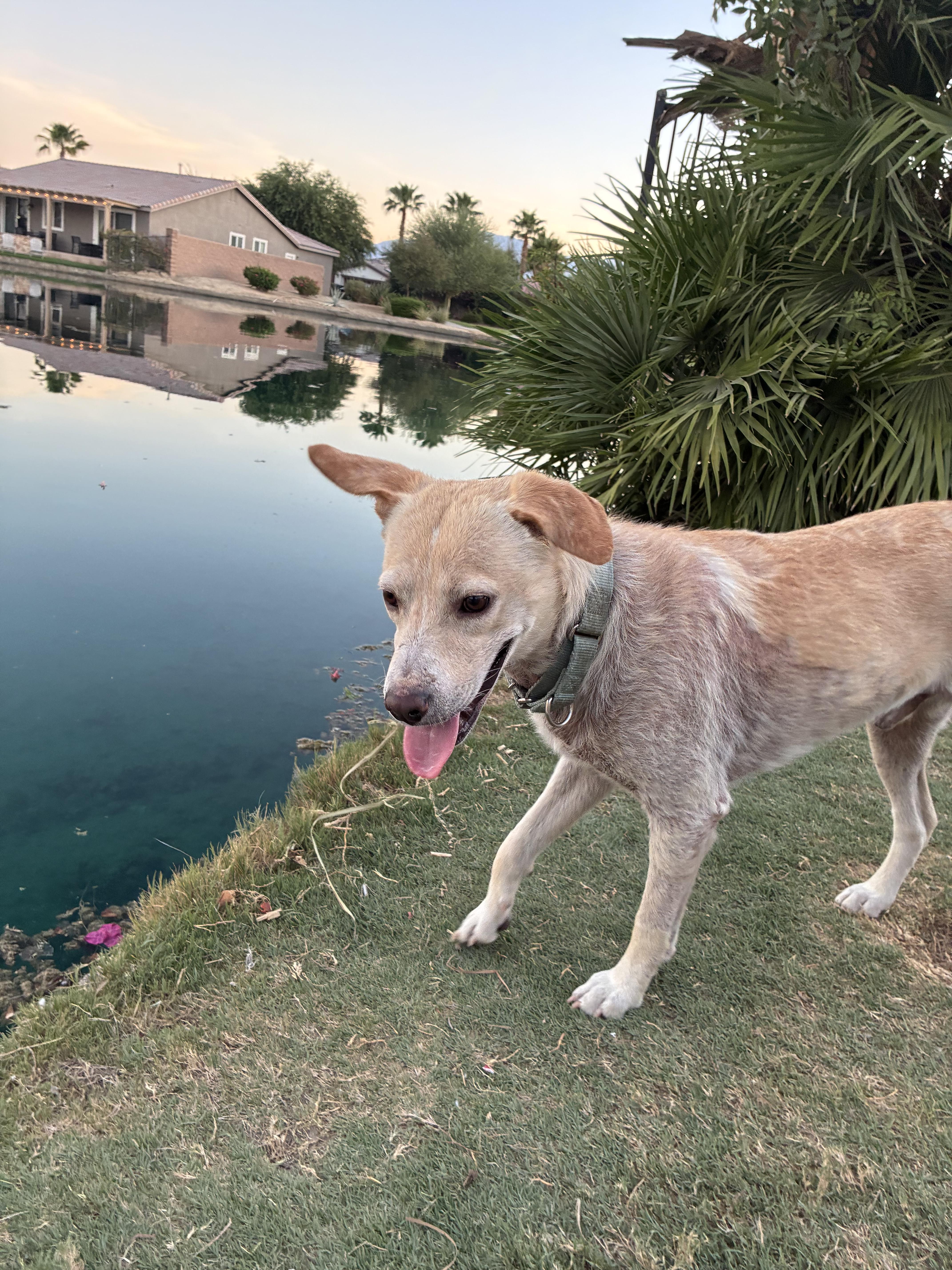 Enlarge Colin, a Adoptable mixed breed in Palm desert, CA image 3/5