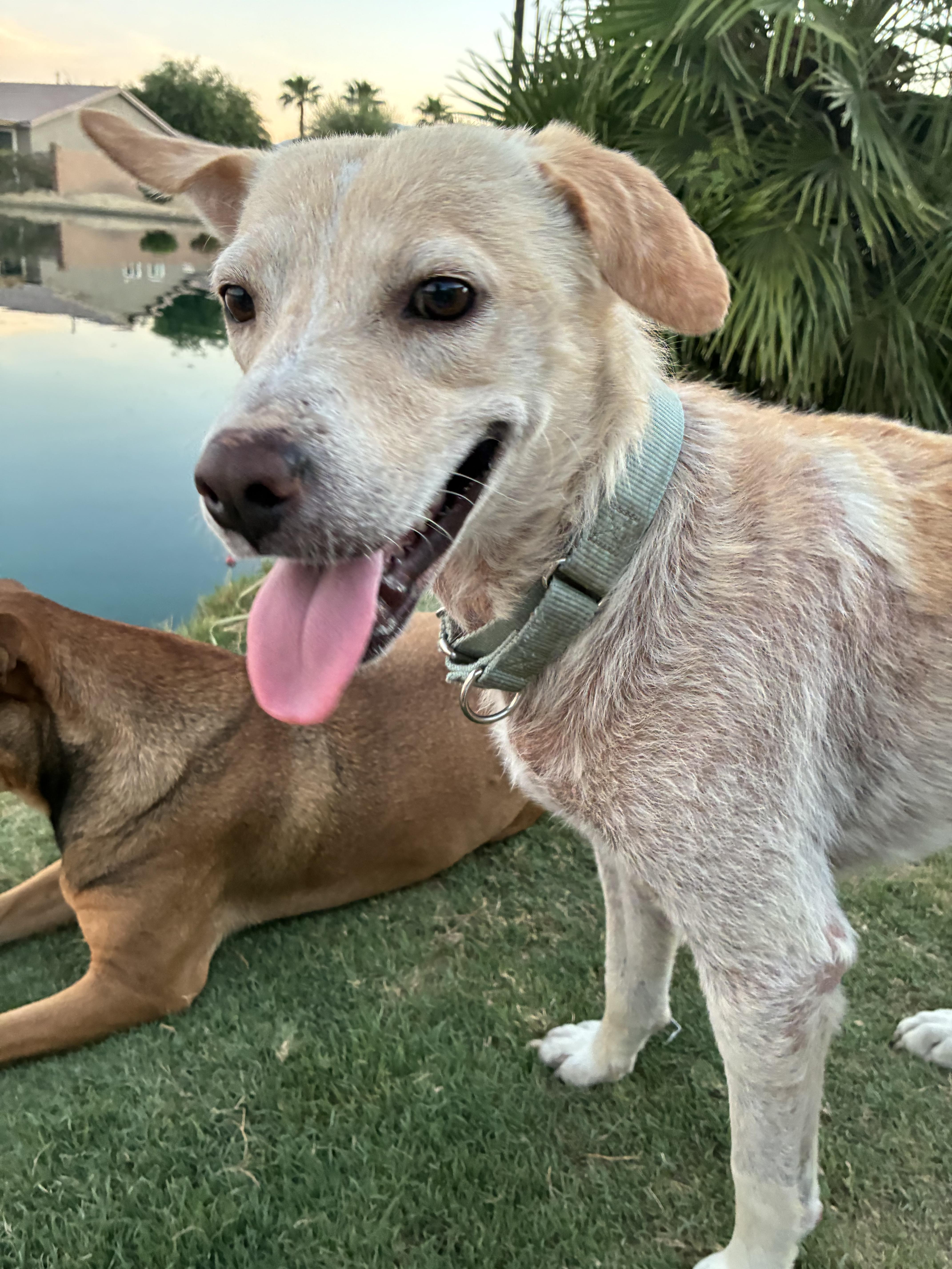 Enlarge Colin, a Adoptable mixed breed in Palm desert, CA image 4/5