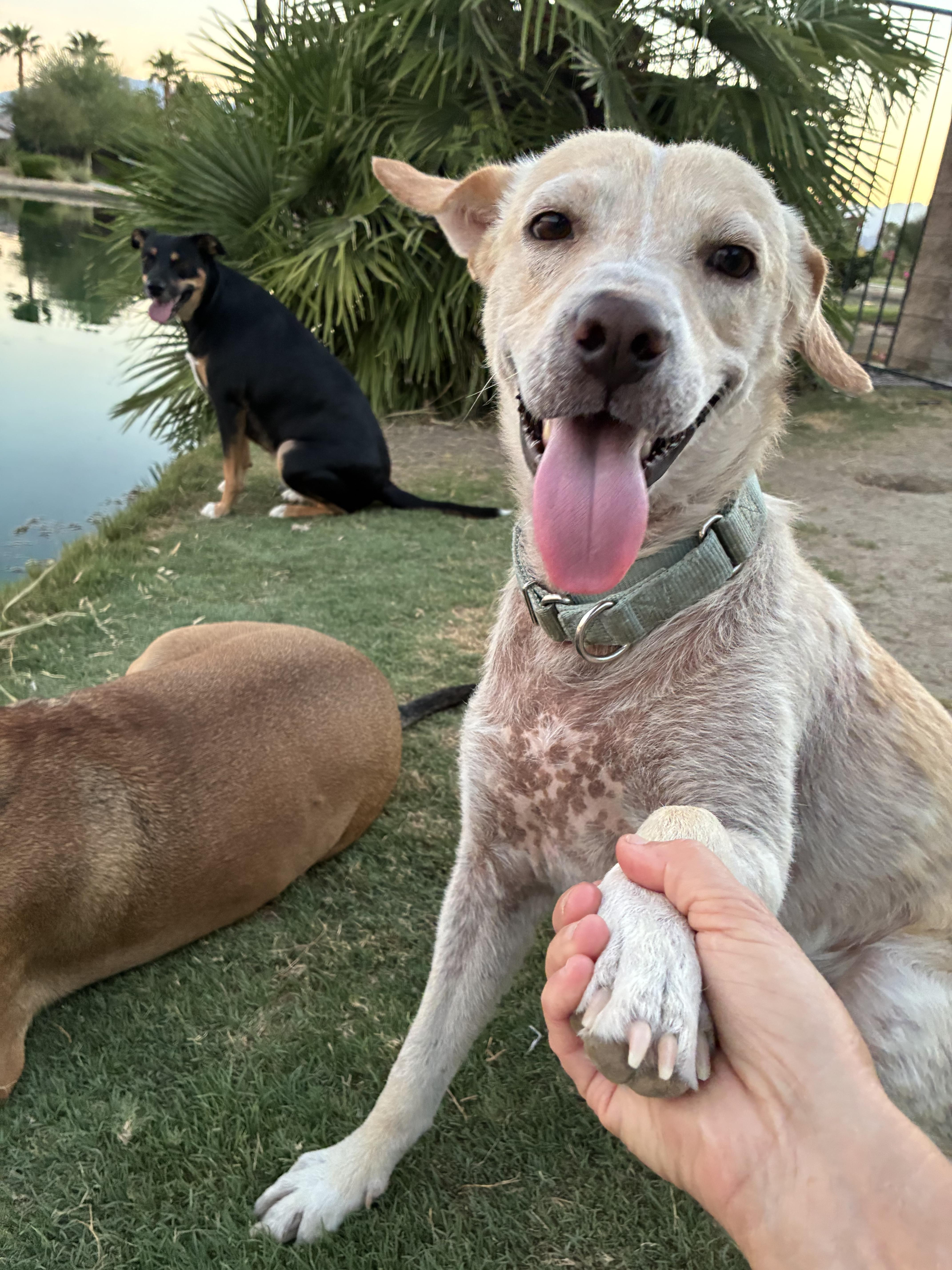 Enlarge Colin, a Adoptable mixed breed in Palm desert, CA image 5/5