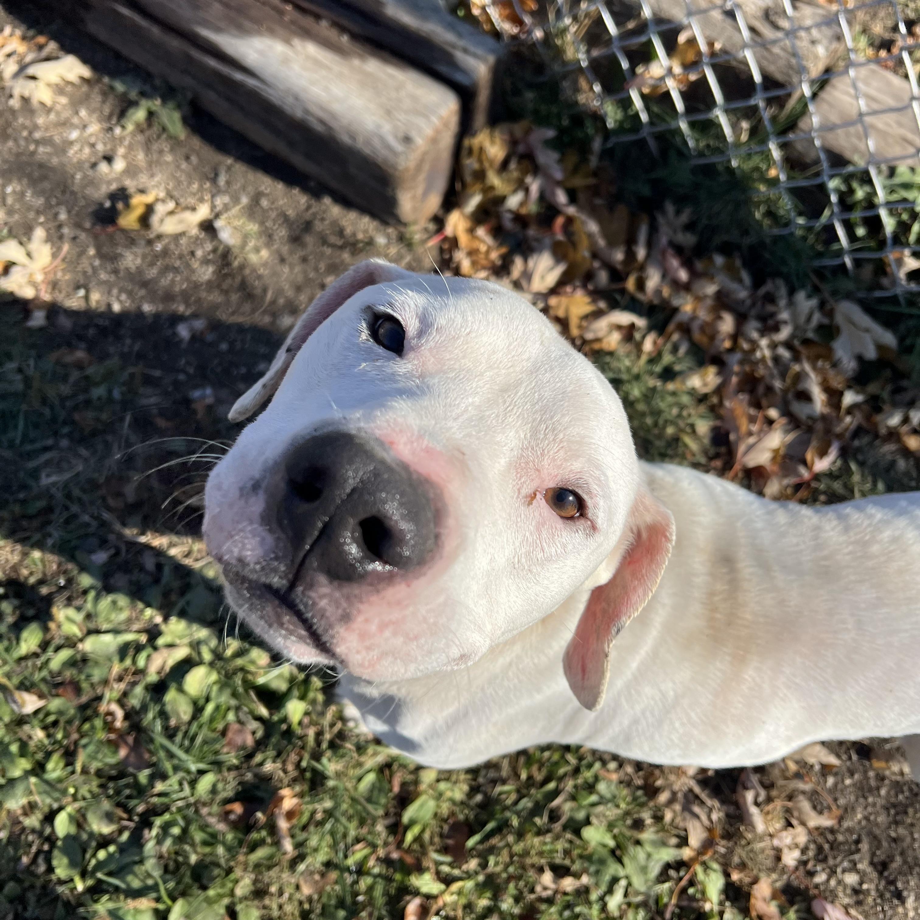 Enlarge Jack **NO FEE** (Sponsored by Figueroa’s Construction), a Adoptable mixed breed in Fairmont, MN image 3/6