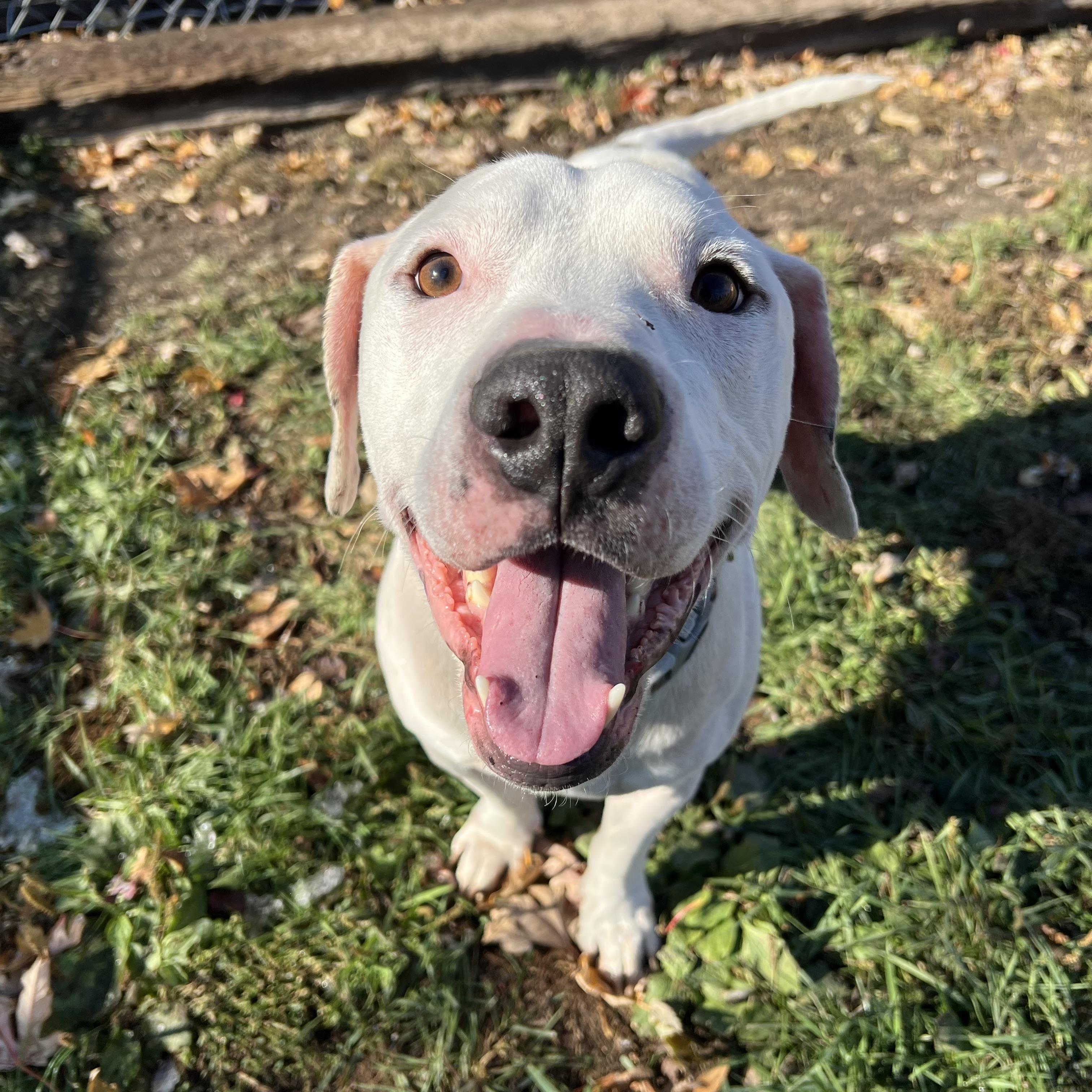 Enlarge Jack **NO FEE** (Sponsored by Figueroa’s Construction), a Adoptable mixed breed in Fairmont, MN image 1/6