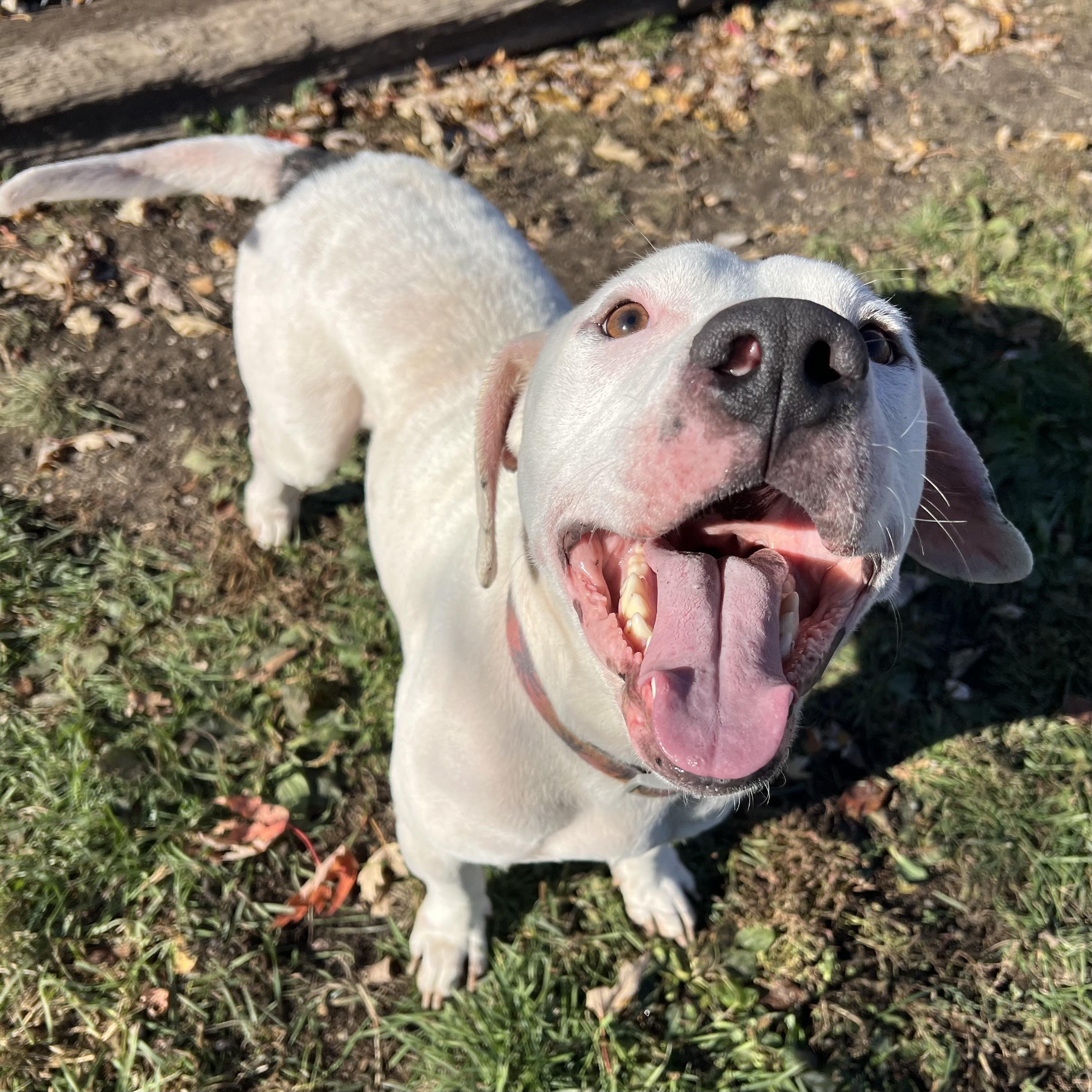 Enlarge Jack **NO FEE** (Sponsored by Figueroa’s Construction), a Adoptable mixed breed in Fairmont, MN image 4/6