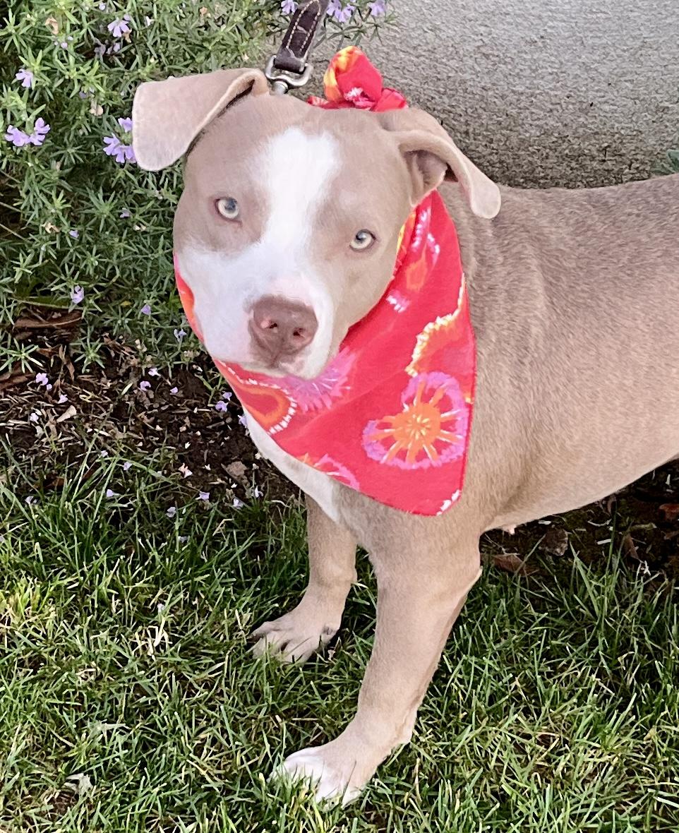 Enlarge Bambi, a ADOPTABLE American Staffordshire Terrier in El Segundo, CA image 1/6