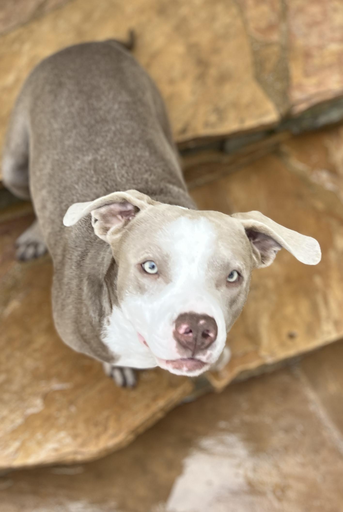 Enlarge Bambi, a ADOPTABLE American Staffordshire Terrier in El Segundo, CA image 2/6