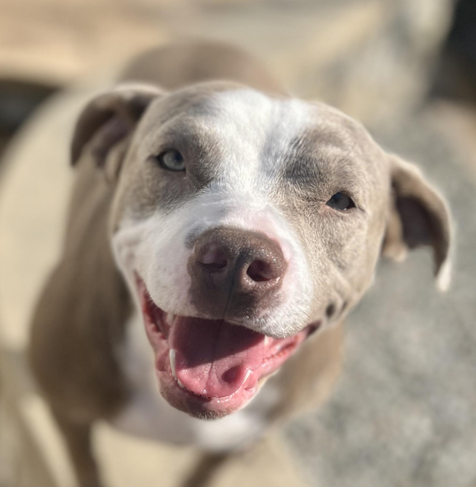 Enlarge Bambi, a ADOPTABLE American Staffordshire Terrier in El Segundo, CA image 3/6