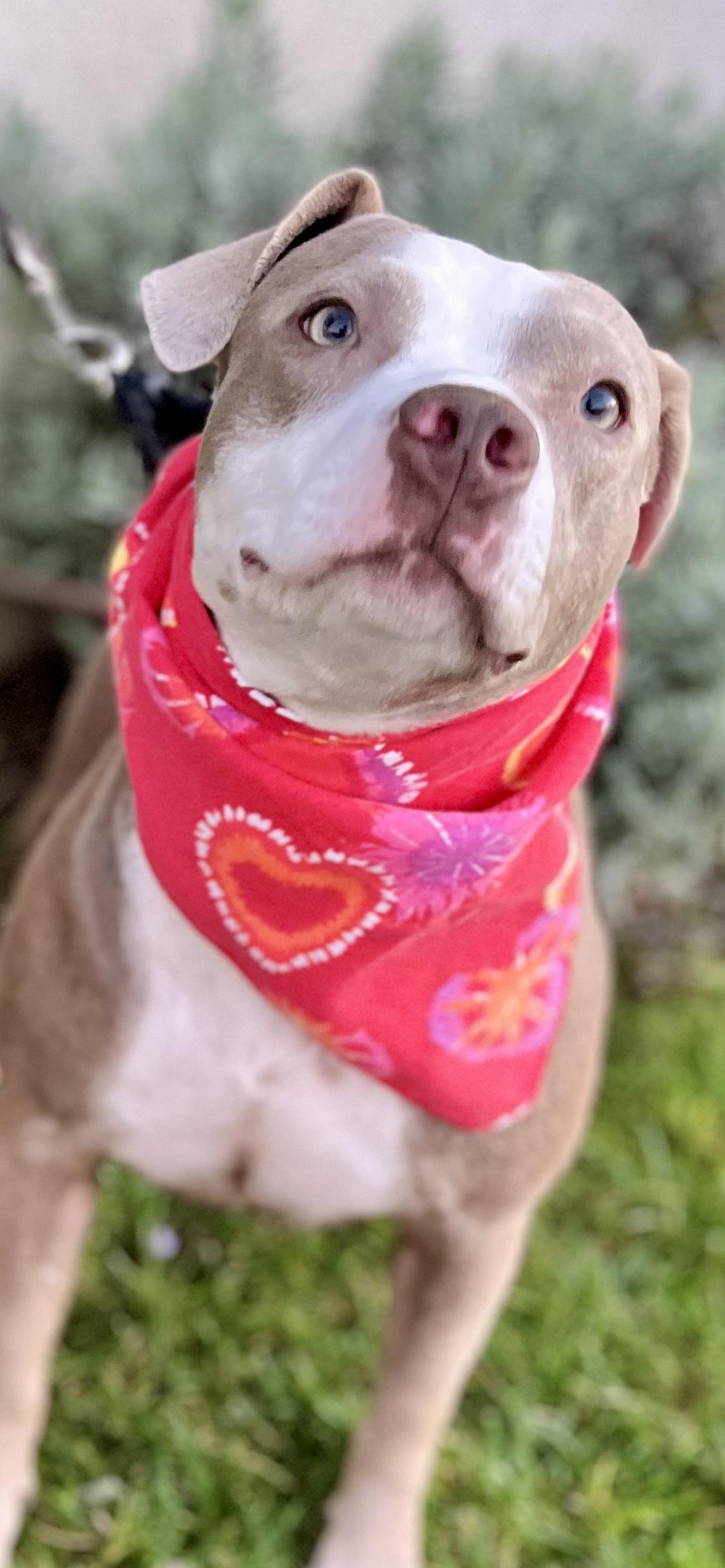 Enlarge Bambi, a ADOPTABLE American Staffordshire Terrier in El Segundo, CA image 4/6
